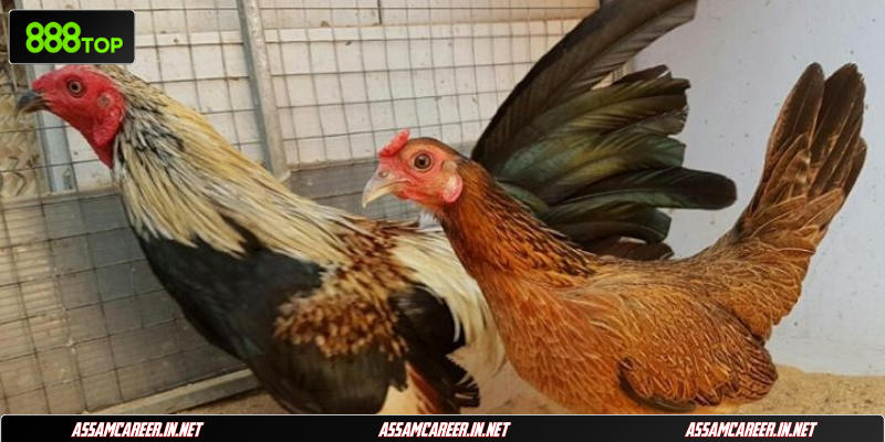 Bắt kèo rung gà chiến hiệu quả