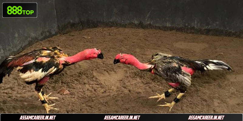 Đọc kèo chấp đá gà trực tuyến