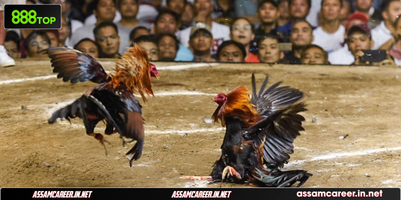 Tổng Hợp Các Thế Đá Gà Hay Giúp Cược Thủ Thắng Lớn Đọc vảy đoán lối đá