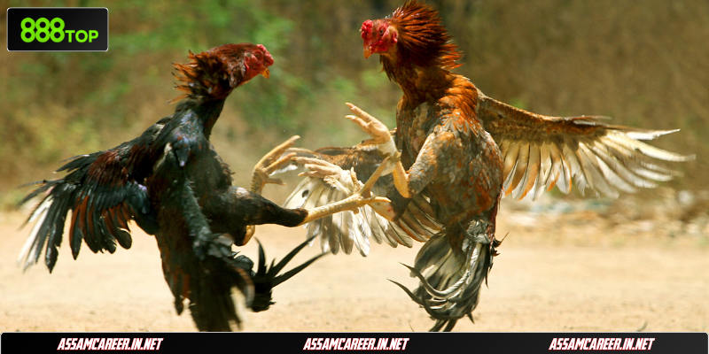 Tổng Hợp Các Thế Đá Gà Hay Giúp Cược Thủ Thắng Lớn Nhận diện các thế đá gà hay